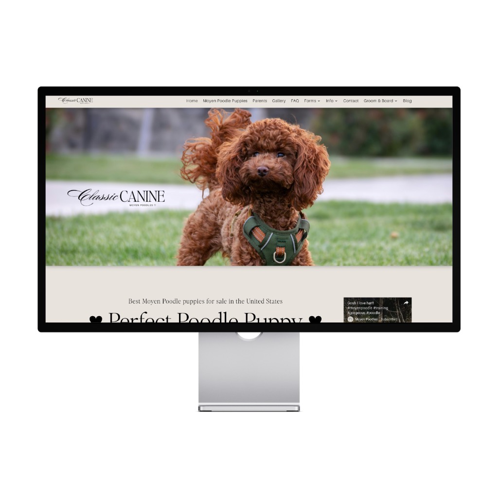 Classic Canine Moyen Poodles — United States