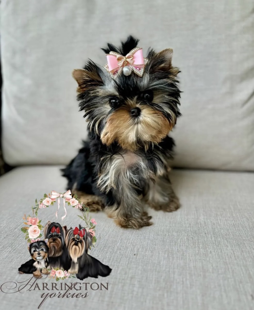 Yorkie Breeder
