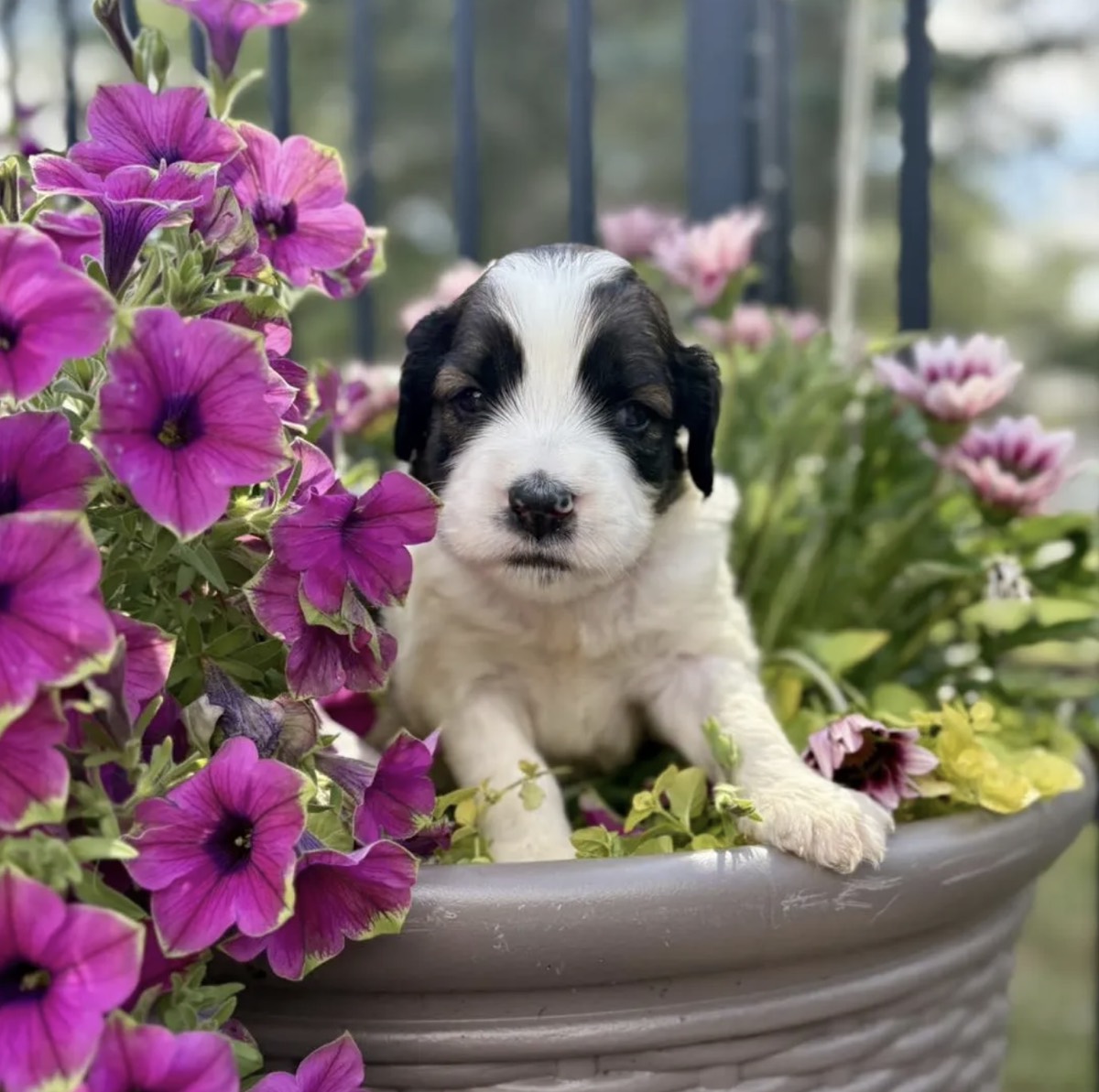 My Darling Doodles